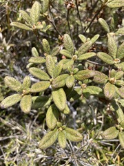 Rhododendron rubropilosum taiwanalpinum