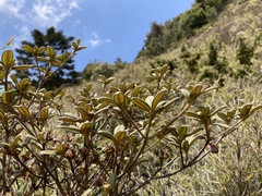 Rhododendron rubropilosum taiwanalpinum