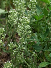 Alyssum alyssoides