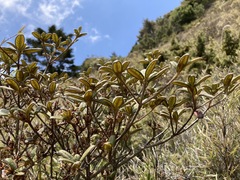 Rhododendron rubropilosum taiwanalpinum