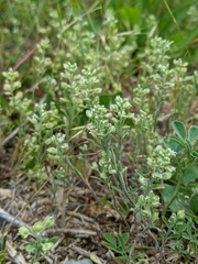 Alyssum alyssoides