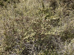 Rhododendron rubropilosum taiwanalpinum
