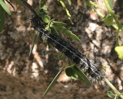 Hemileuca eglanterina