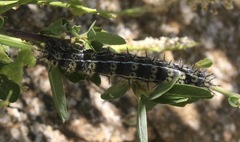 Hemileuca eglanterina