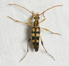 Strangalia luteicornis