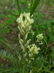 Oxytropis sericea