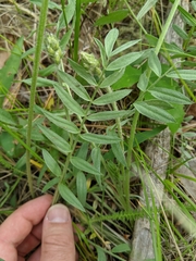 Oxytropis sericea