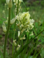 Oxytropis sericea