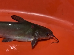 Ameiurus catus