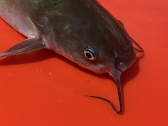 Ameiurus catus