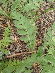 Geum triflorum
