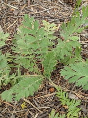 Geum triflorum