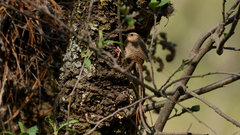 Troglodytes aedon brunneicollis