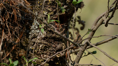Troglodytes aedon brunneicollis