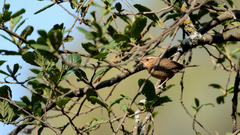 Troglodytes aedon brunneicollis