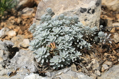 Odontarrhena obtusifolia