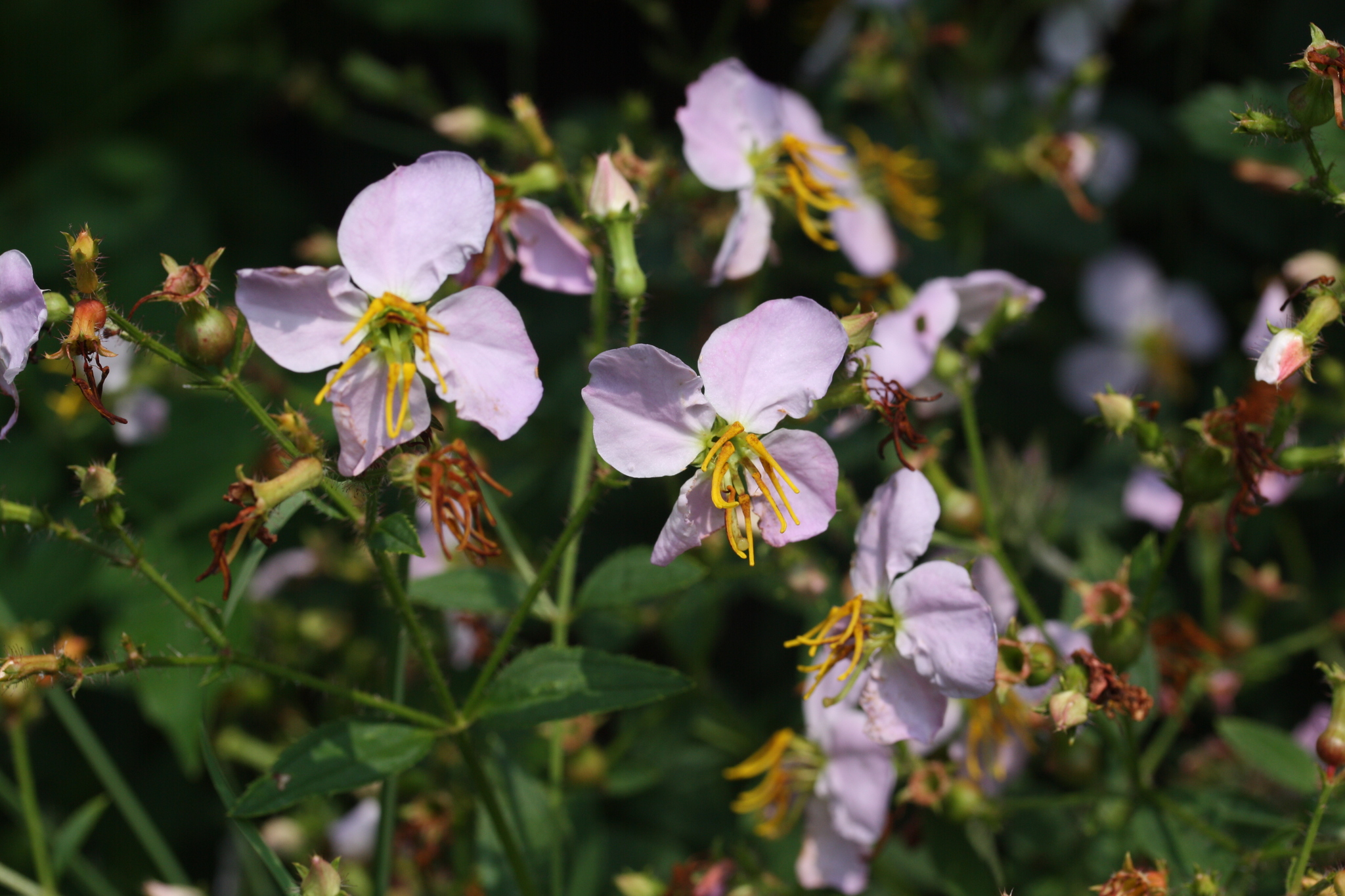 Rhexia