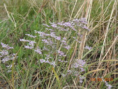 Limonium caspium