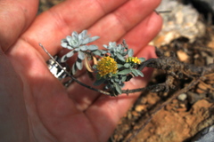 Odontarrhena obtusifolia