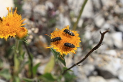 Acmaeoderini