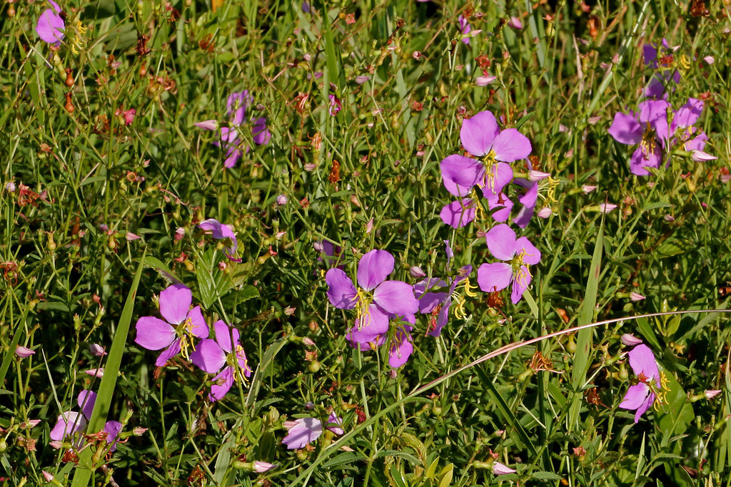 meadowbeauty tribe