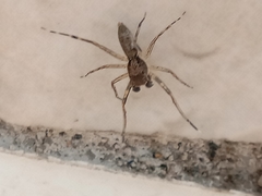 Spartaeus spinimanus