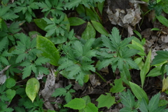 Cardamine maxima