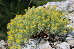 Odontarrhena tortuosa