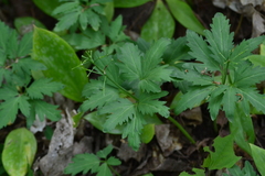 Cardamine maxima