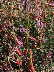 Astragalus episcopus
