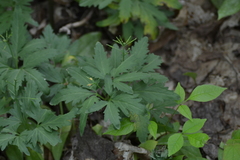 Cardamine maxima