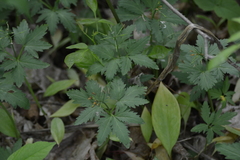Cardamine maxima