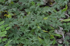 Cardamine maxima