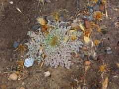 Euphorbia polycarpa polycarpa