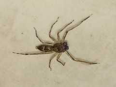 Spartaeus spinimanus