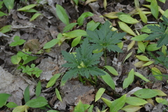 Cardamine maxima