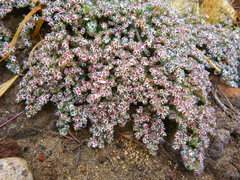 Euphorbia polycarpa polycarpa