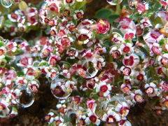 Euphorbia polycarpa polycarpa