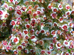 Euphorbia polycarpa polycarpa