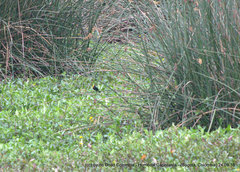 Chrysomus icterocephalus bogotensis