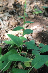 Campanula bononiensis