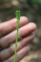 Campanula bononiensis