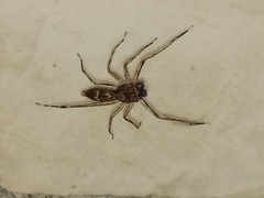 Spartaeus spinimanus