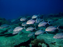 Ferdauia ferdau
