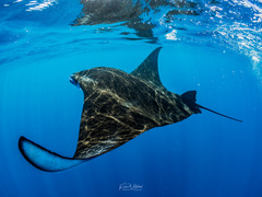 Manta Ray