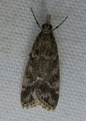 Eudonia torniplagalis