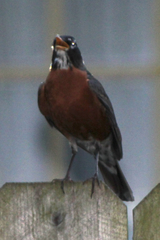Turdus migratorius
