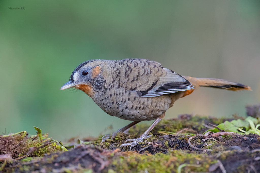Rufous-chinned Laughingthrush (Ianthocincla rufogularis) photo