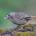 Rufous-chinned Laughingthrush - Photo (c) Sharma BC, some rights reserved (CC BY-NC), uploaded by Sharma BC