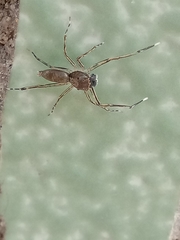 Spartaeus spinimanus